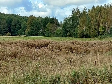 Pusta działka Białowieża