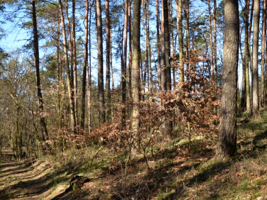 Działka leśna Czarnków