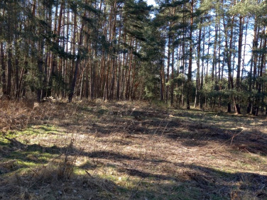 Działka siedliskowa Brynica sprzedam