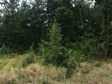 Działka budowlana Prażmów