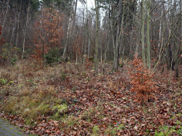 Działka leśna sprzedam