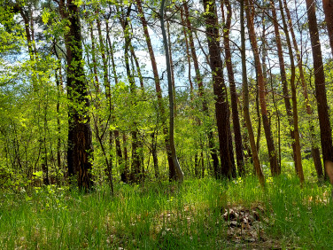 Działka budowlana Otwock