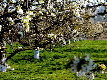 Działka budowlana Juszkowo