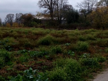 Działka budowlano-rolna Paprotnia