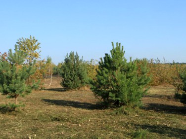 Działka budowlana Łoś