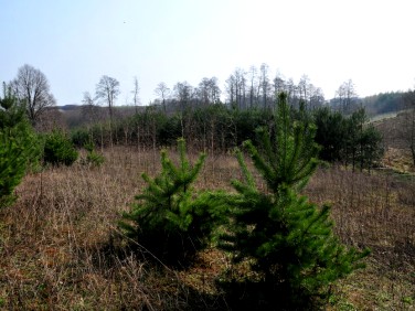 Działka budowlano-rolna Orle