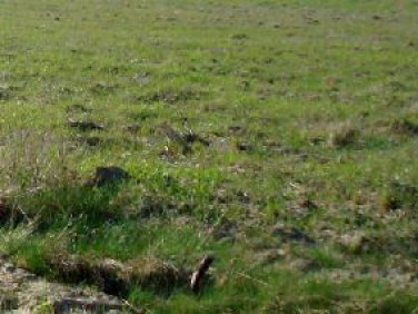 Ogrodzona działka Osielsko